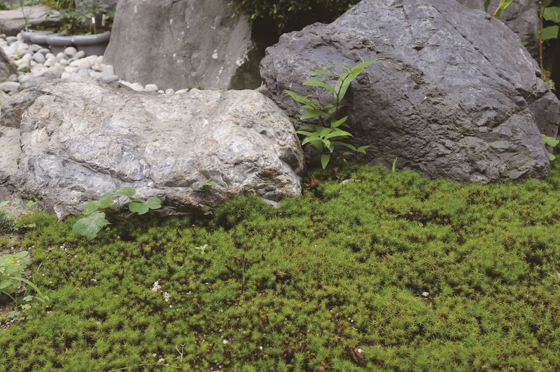 杉苔 | 造園資材館