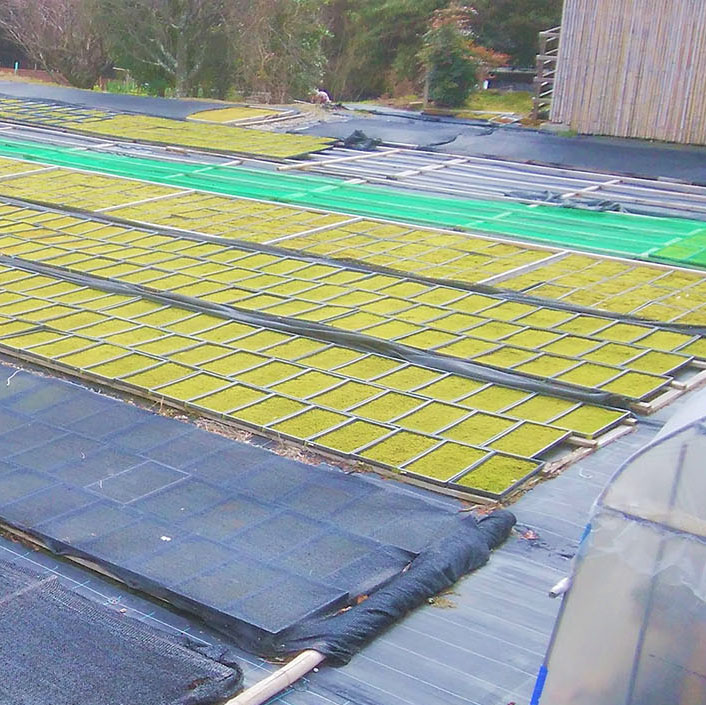 砂苔シート | 造園資材館