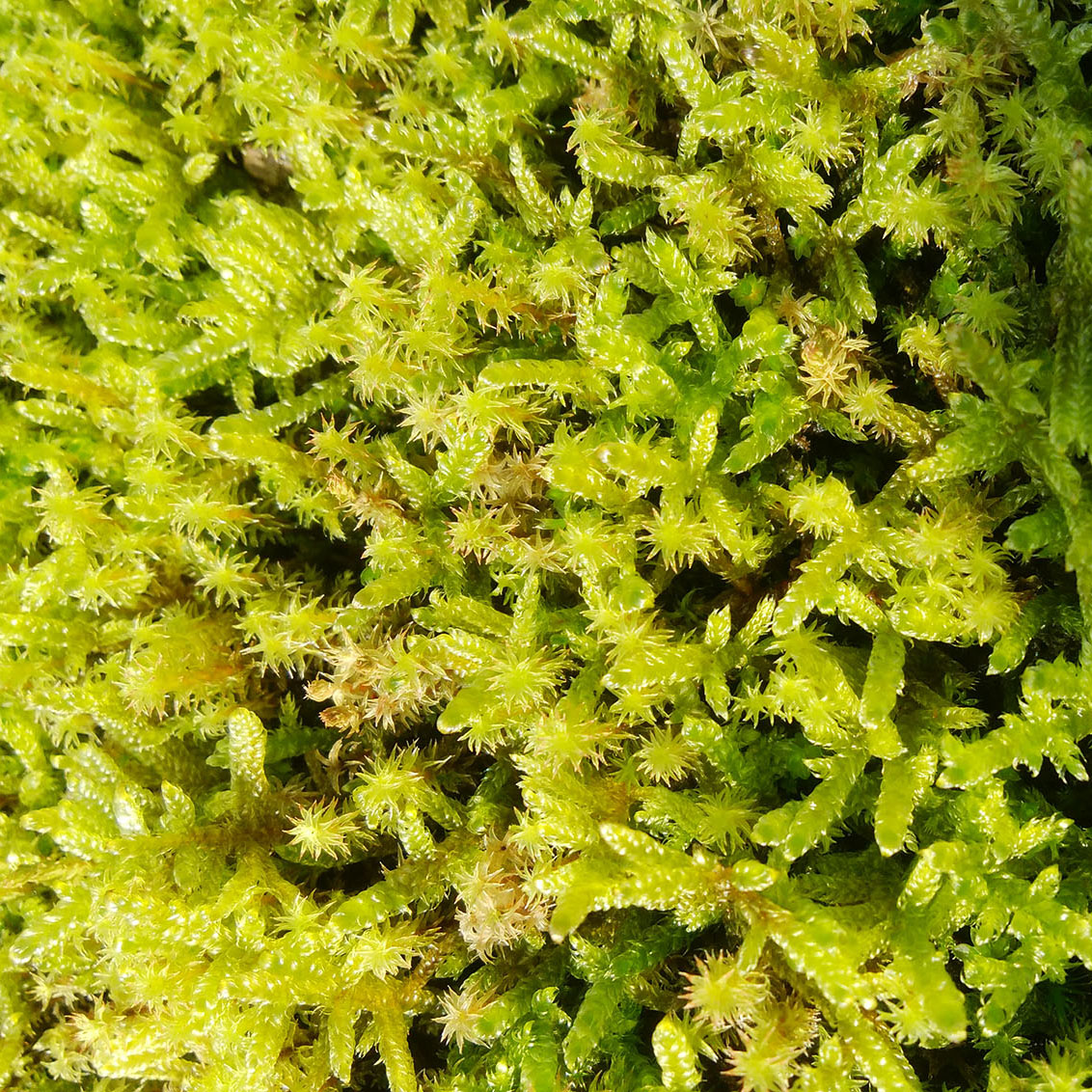 スナゴケ+ハイゴケミックスシート | 造園資材館